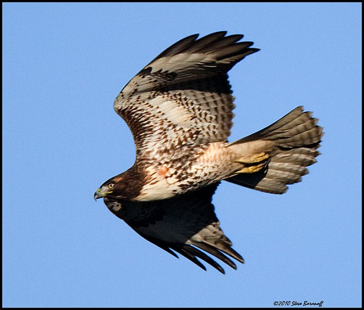 _0SB1765 red-tailed hawk.jpg